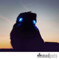 Curli Luumi -Haustierprodukte product curli luumi none 4 1497346293 87283