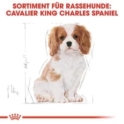 Royal Canin Cavalier King Charles Puppy - Hundefutter -Haustierprodukte royal canin cavalier king charles puppy hondenvoer 137932 0500 none