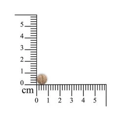 Sensipharm Inconti Stop - Kleine Haustiere -Haustierprodukte sensipharm inconti stop kleine huisdieren 174856 0500 none