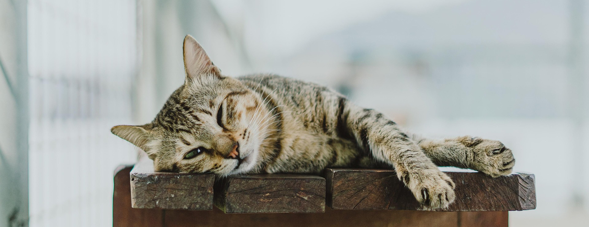 Haustierprodukte -Haustierprodukte cat 7271017 1920