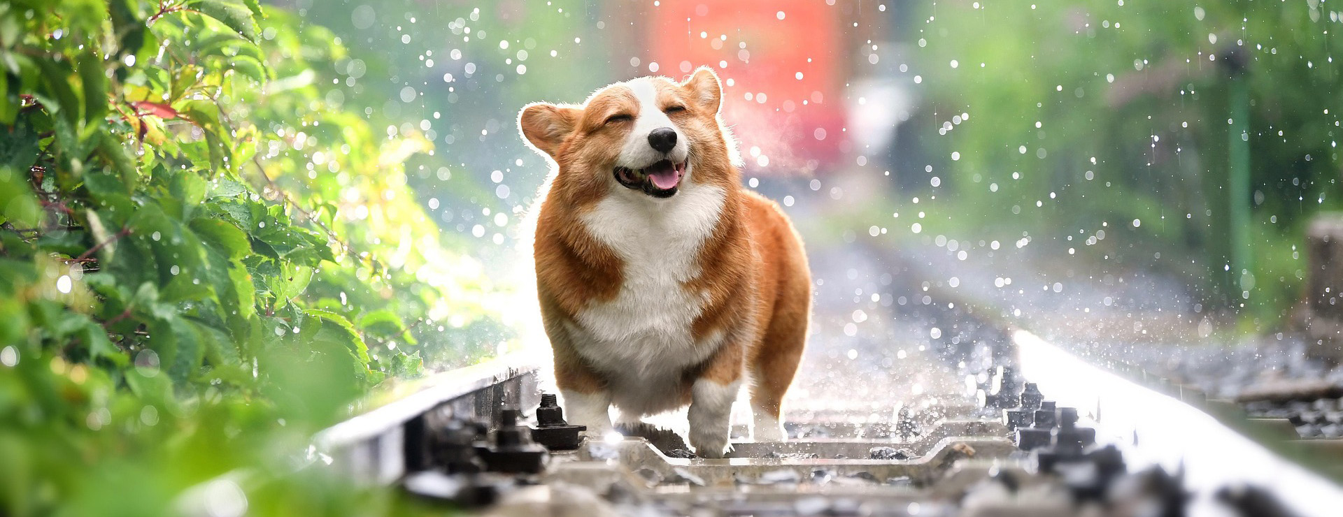 Haustierprodukte -Haustierprodukte corgi 4415649 1920