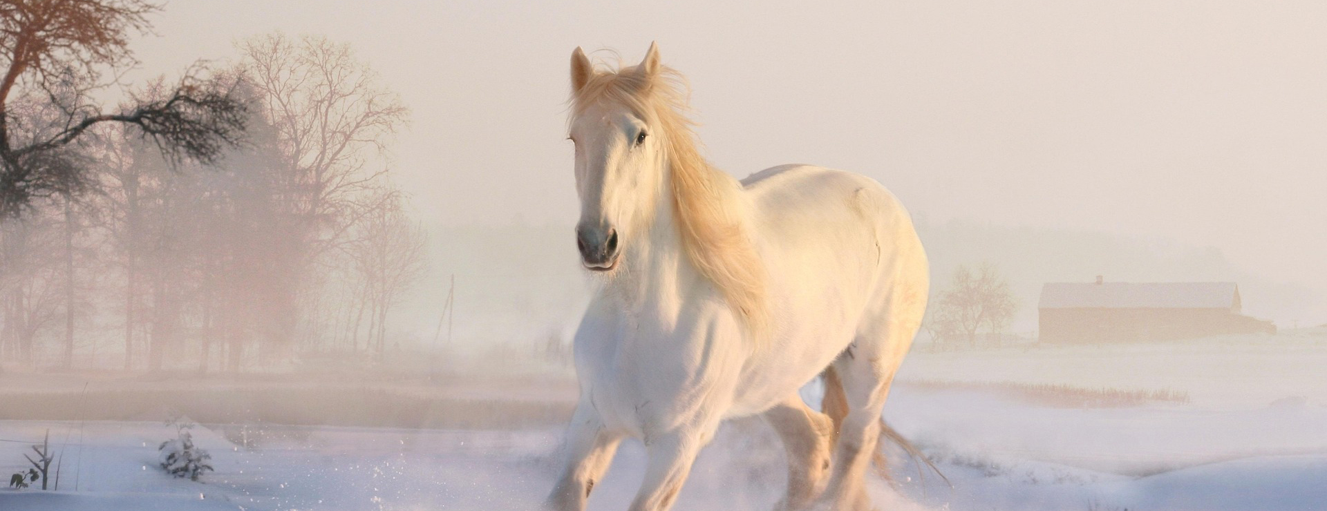 Haustierprodukte -Haustierprodukte white horse 3010129 1920